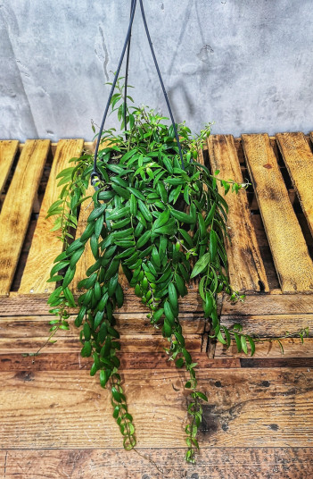 aeschynanthus lipstick plant 