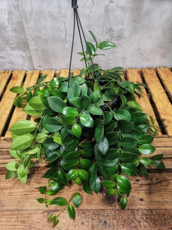 aeschynanthus%20mona%20lisa