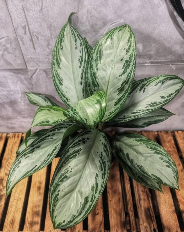 aglaoemena silver bay