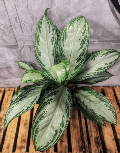 aglaoemena silver bay