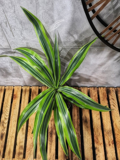 dracaena lemon lime