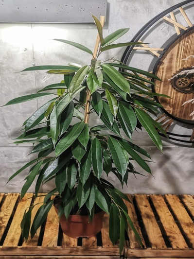 ficus Amstel King