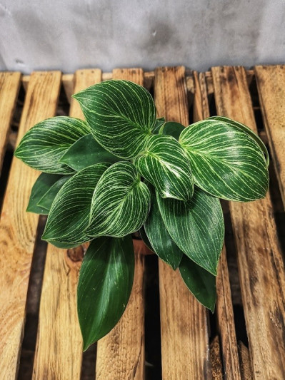 philodendron white measure 'birkin'
