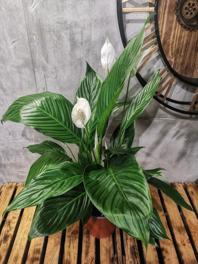 skrzydłokwiat spathiphyllum Vivaldi