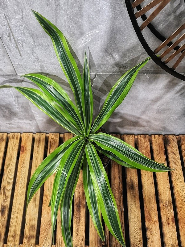 dracaena lemon lime