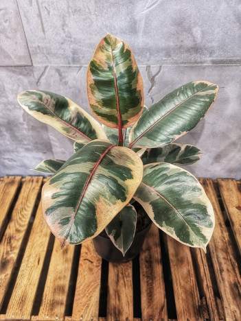 Ficus elastica Belize