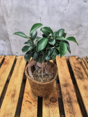 Ficus ginseng