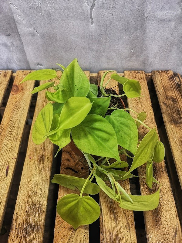 Philodendron micans lime