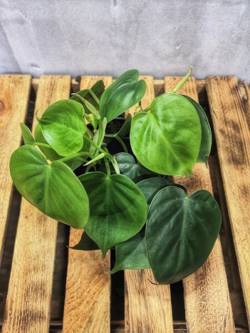 Philodendron scandens